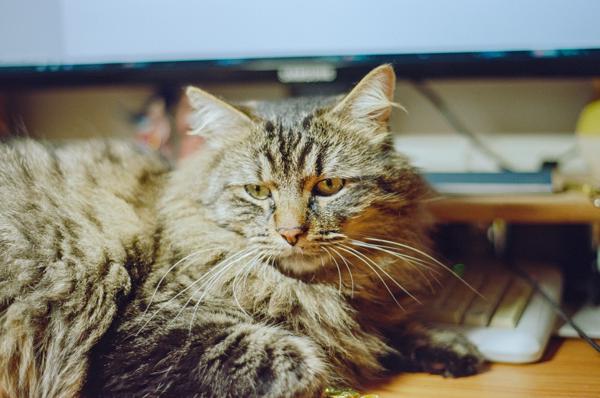 Des chats